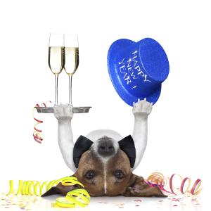 new years eve dog